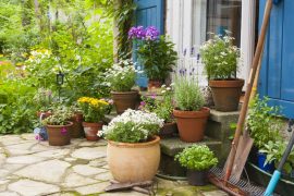 Exterior plants – Decorative plants