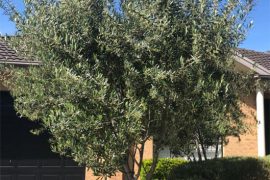 The Olive Tree – Olea europaea plants
