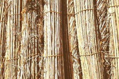 PALM DRY LEAVES SALES IN DUBAI